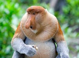 Fauna Indonesia Bekantan Monyet Hidung Panjang Gambar